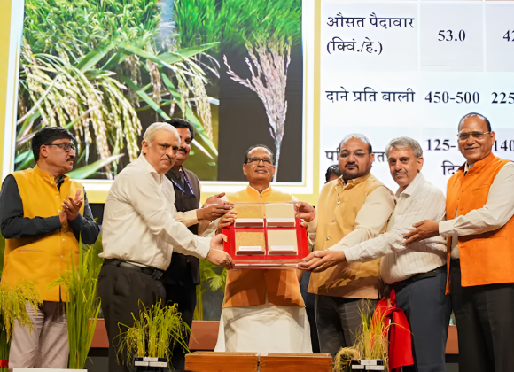 genome-edited rice publication