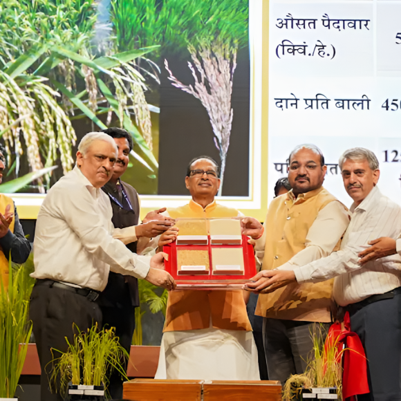 genome-edited rice publication