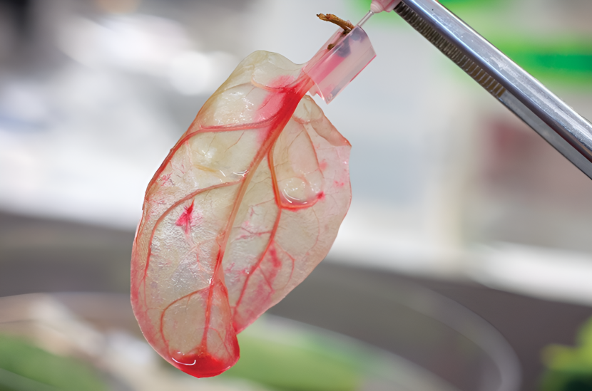 How Spinach Leaves Are Helping Scientists Build Artificial Heart Tissue Spinach Leaves