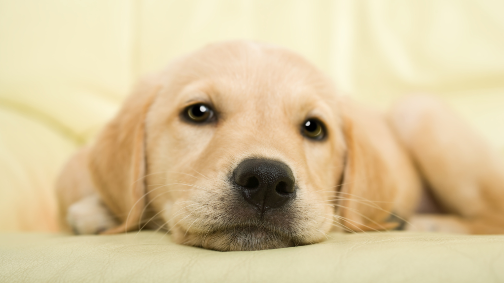 Labrador Retriever