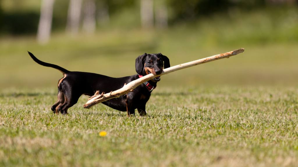 Dachshund